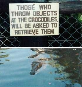 crocs.jpg